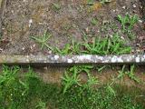 image of grave number 697566